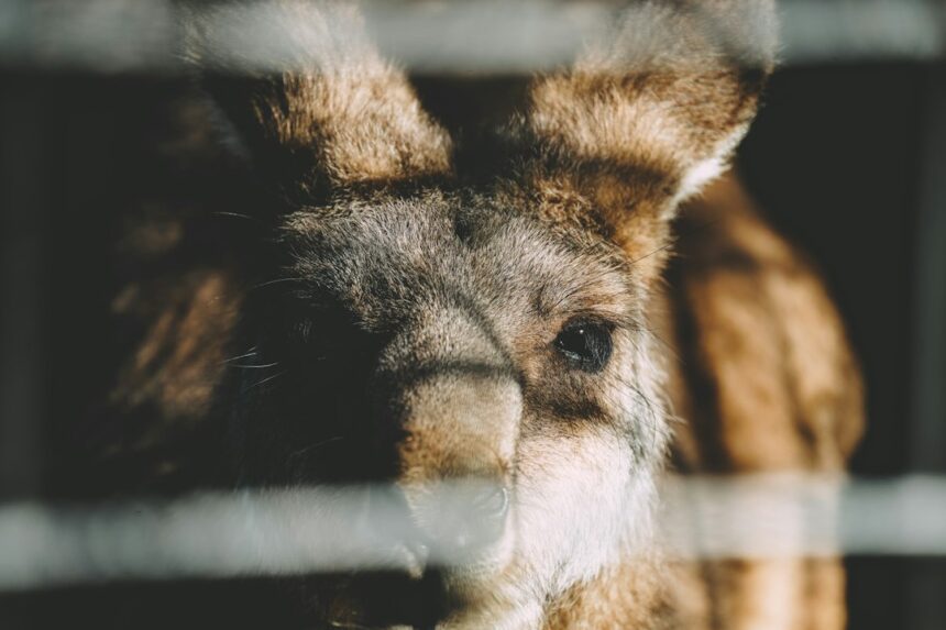 Photo addiction animal studies limitations