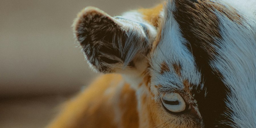 Photo addiction animal studies limitations
