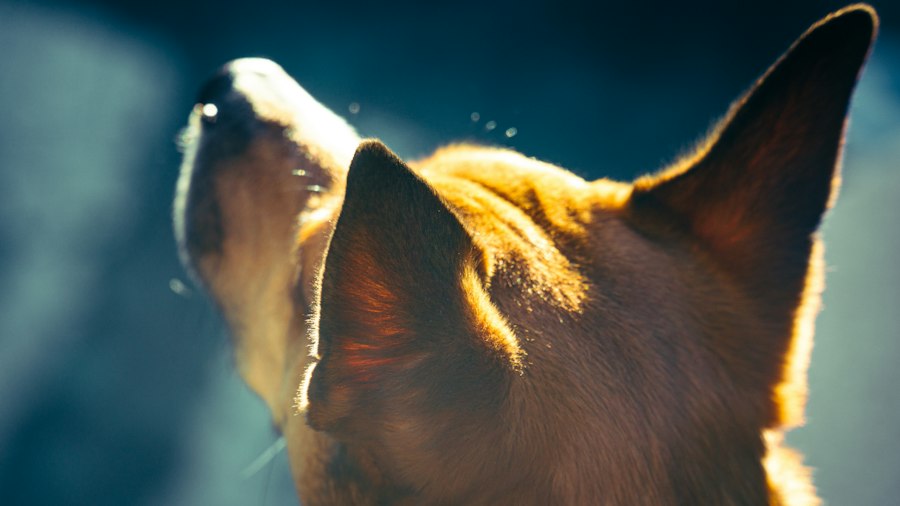 addiction animal studies limitations