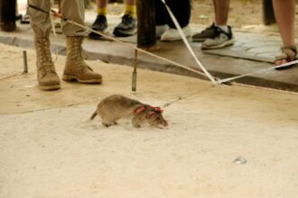 Photo Rat Park addiction experiment findings