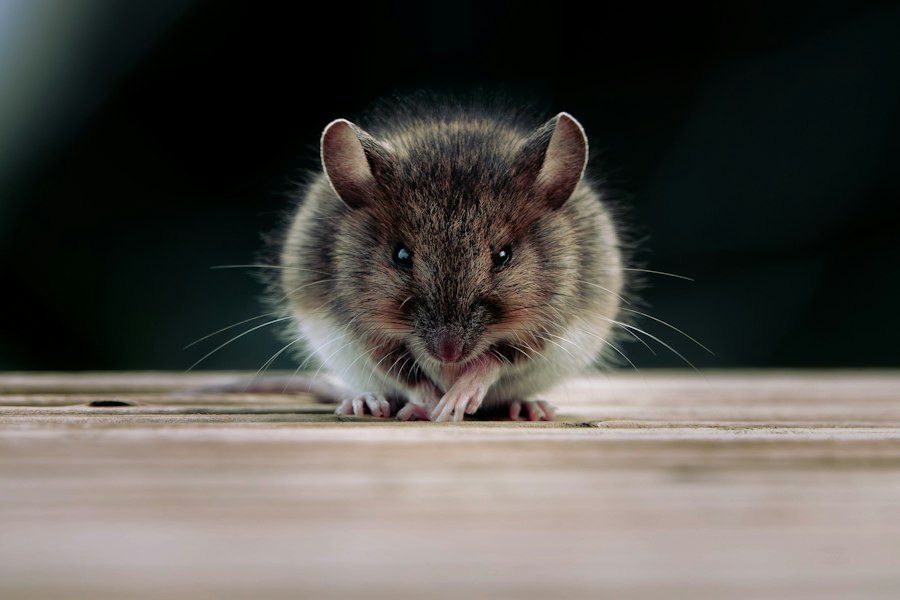 Photo Rat Park addiction experiment findings