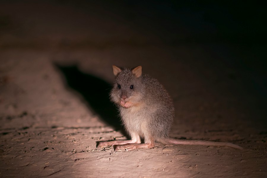 Rat Park addiction experiment findings