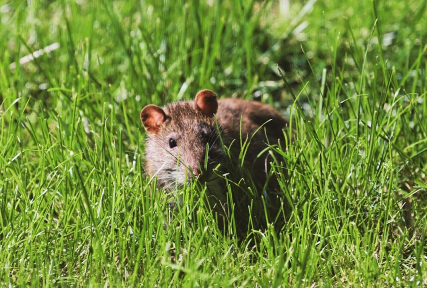 Photo rat park experiment research papers