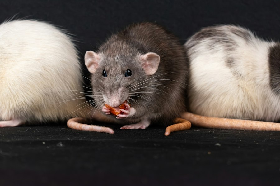 rat park experiment research papers