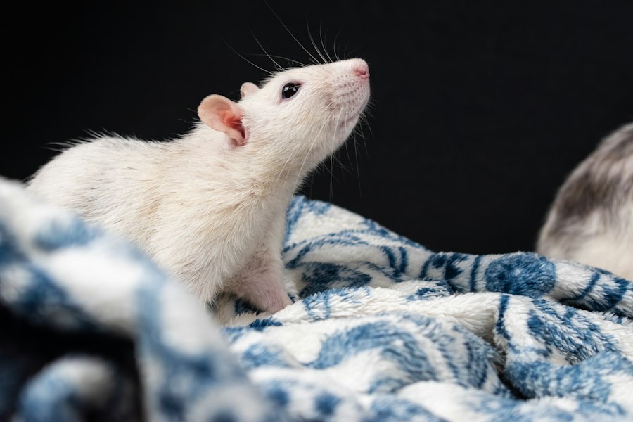 Photo Rat Park experiment