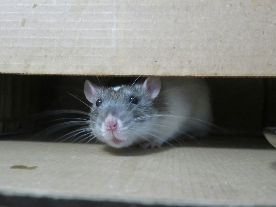 rat park experiment comparison research