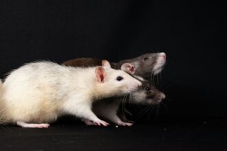 Photo Rat Park experiment psychology