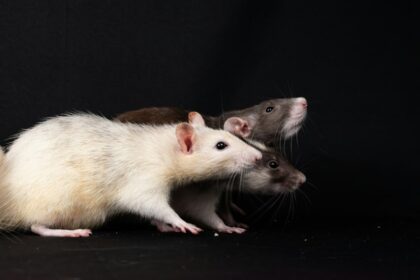 Photo Rat Park experiment psychology