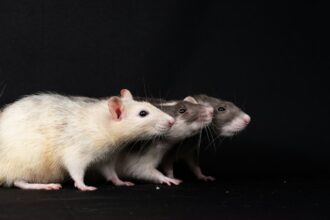 Photo rat park experiment psychology analysis