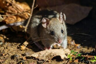 Photo rat park experiment methodology