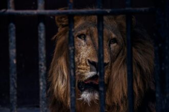Photo animal addiction models explained