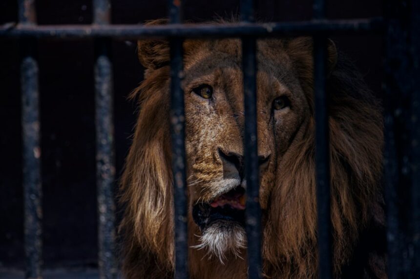 Photo animal addiction models explained