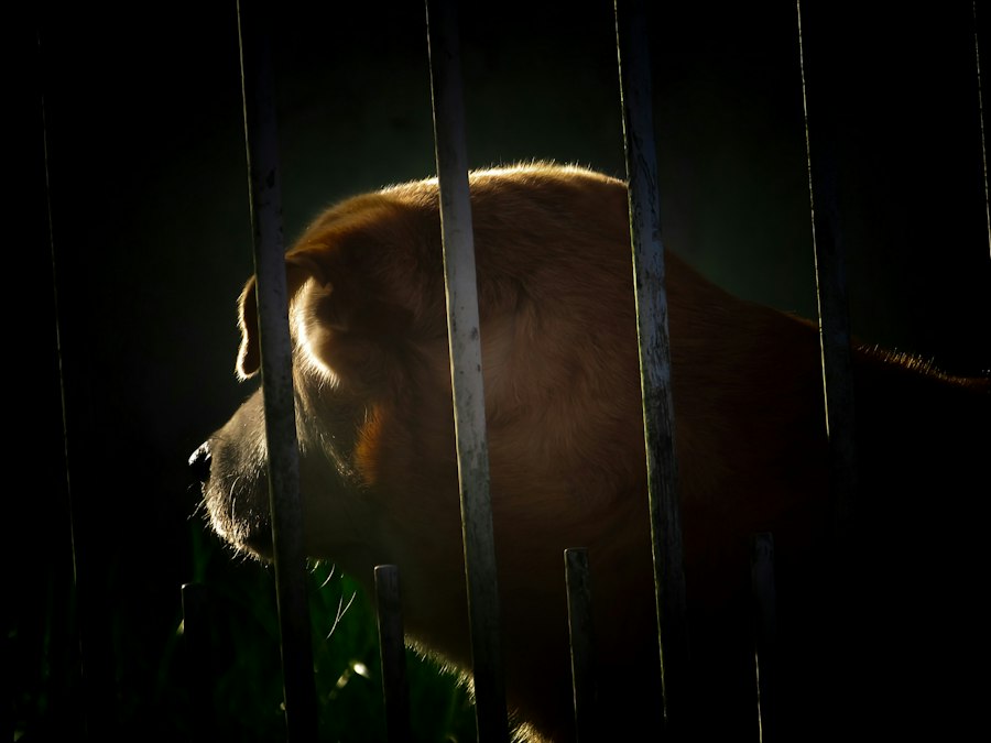 Photo animal addiction models explained