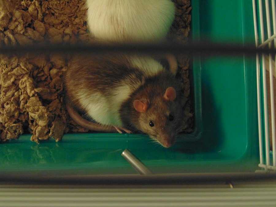 Photo rat park experiment documentary