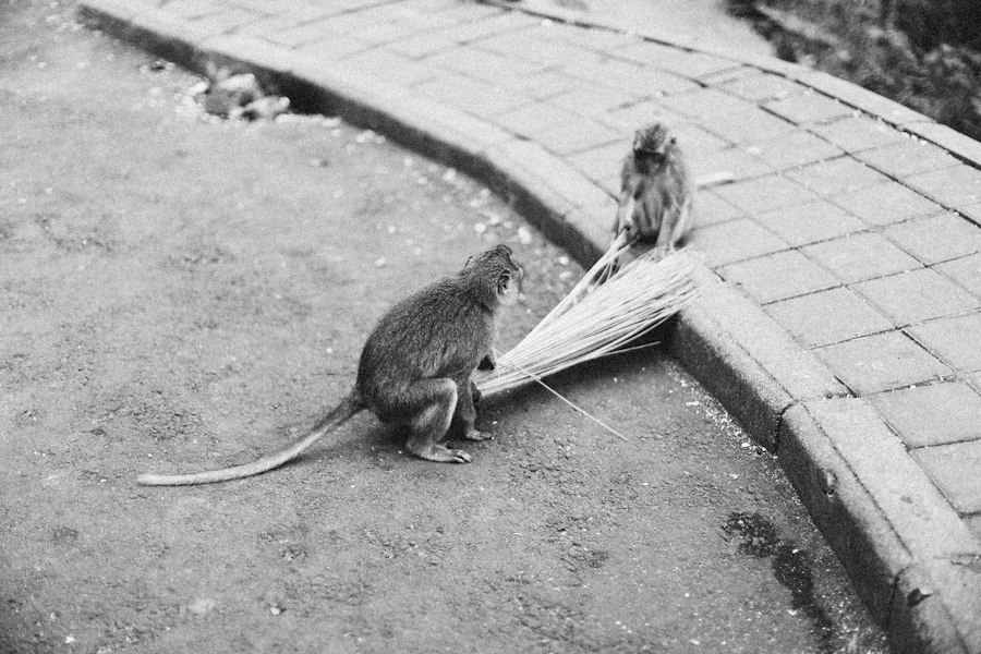 rat park experiment documentary