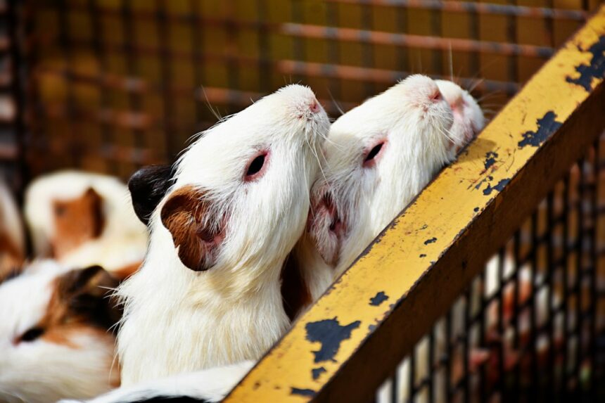 Photo animal testing ethics psychology