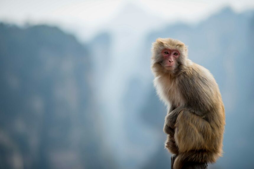 Photo Harlow monkey contact comfort study