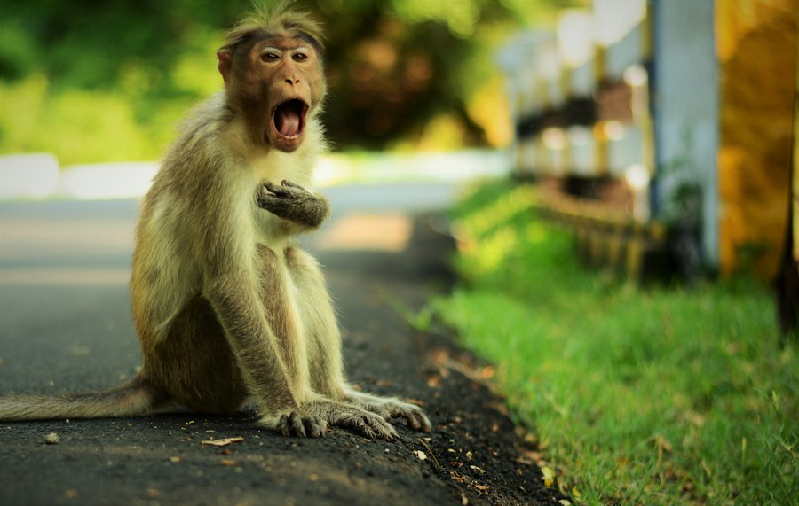 Photo Harlow monkey contact comfort study