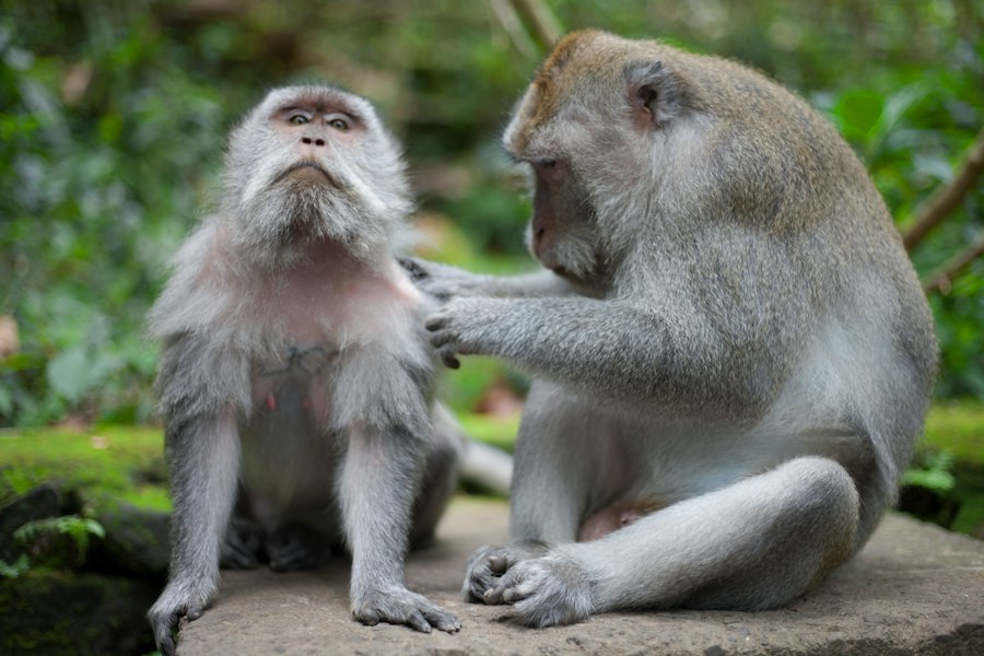 Photo Harlow monkey experiment attachment