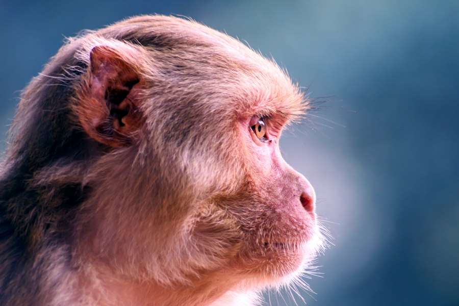 Harlow monkey experiment attachment