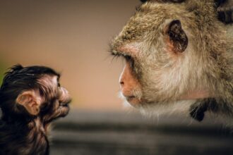 Photo Harlow monkey experiment summary