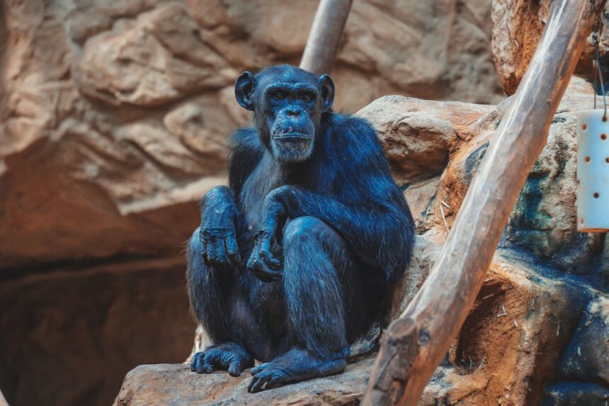 Photo famous animal psychology experiments