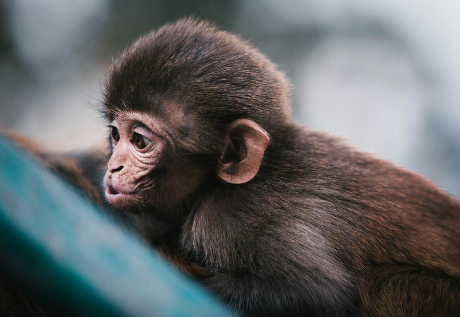 Photo monkey mother attachment experiment psychology