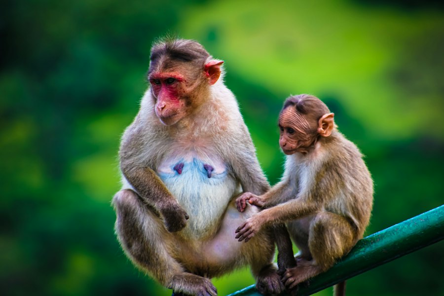 monkey mother attachment experiment psychology