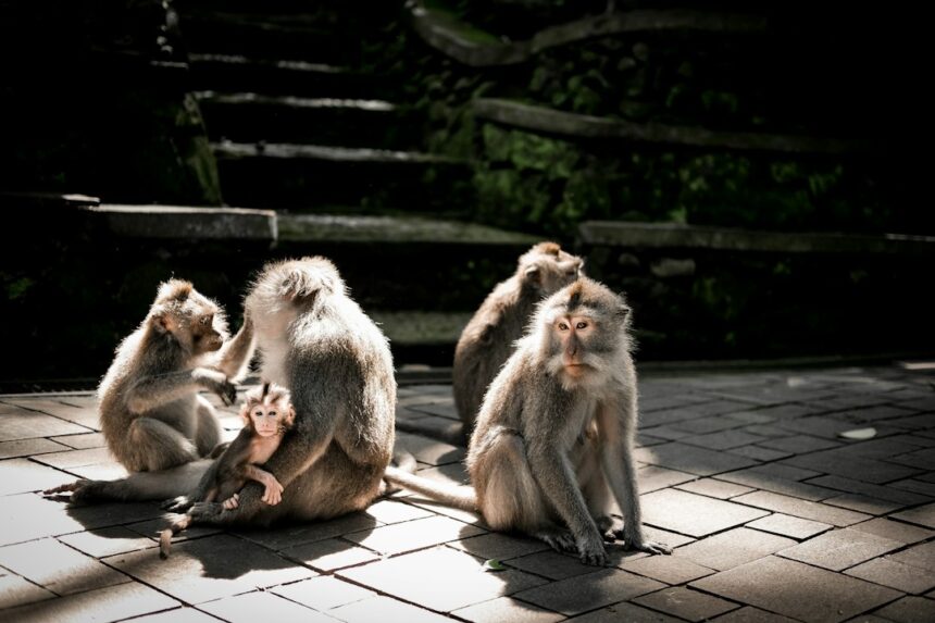 Photo Harlow attachment monkey experiment