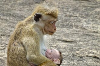 Photo infant rhesus monkey attachment study