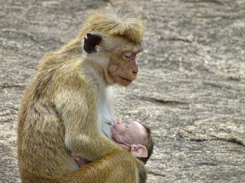 Photo infant rhesus monkey attachment study