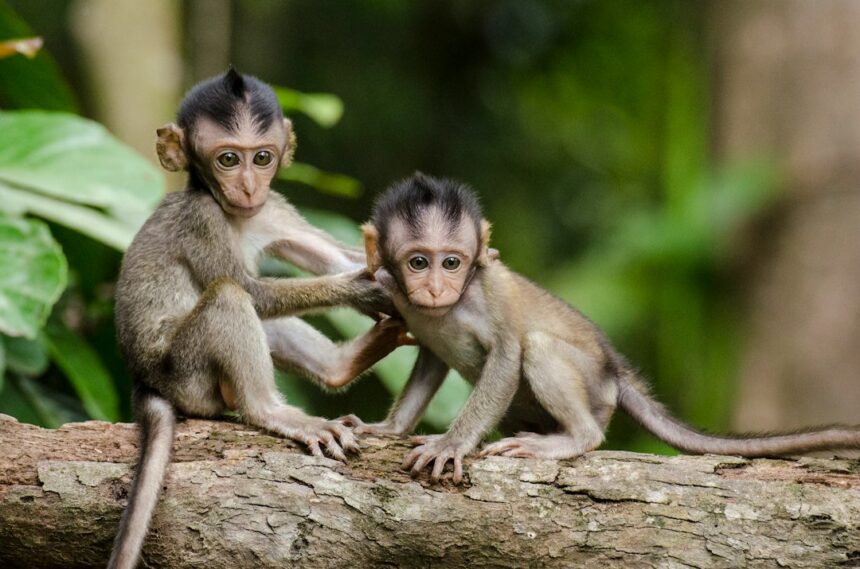 Photo baby monkeys comfort over food