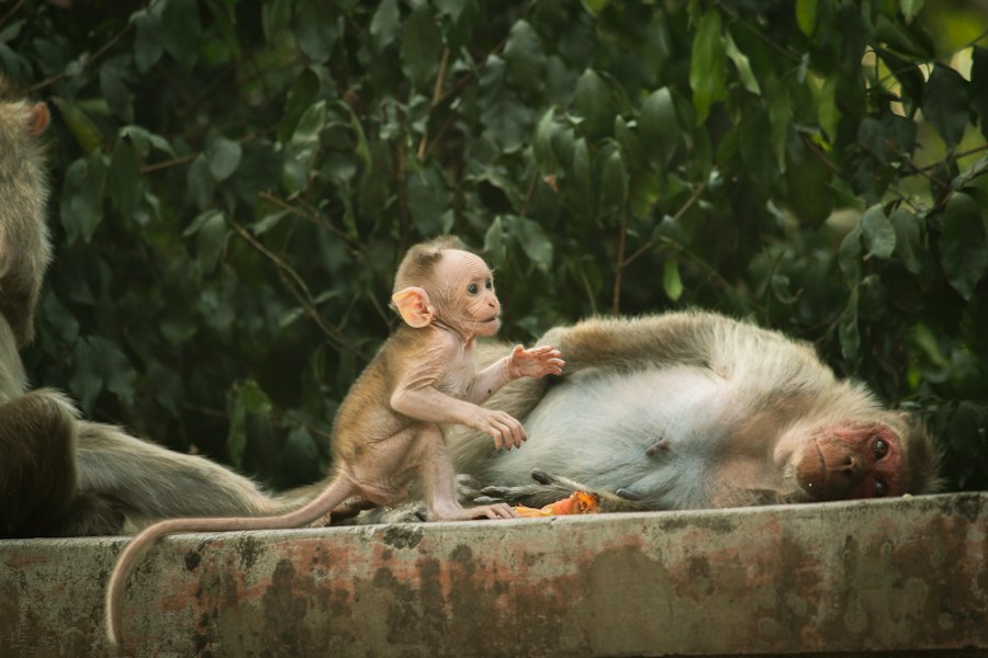 baby monkeys comfort over food
