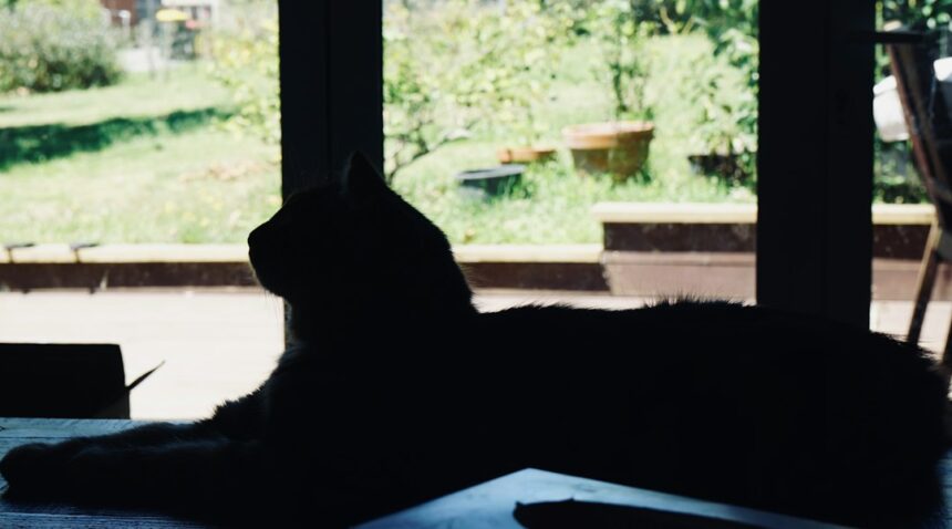 Photo Kitty Genovese murder true story facts