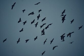 Photo UFO birds explanation evidence