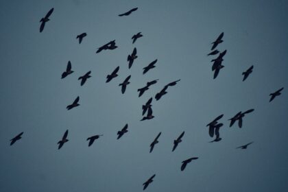 Photo UFO birds explanation evidence