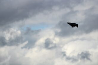 Photo Air Force UFO bird investigation