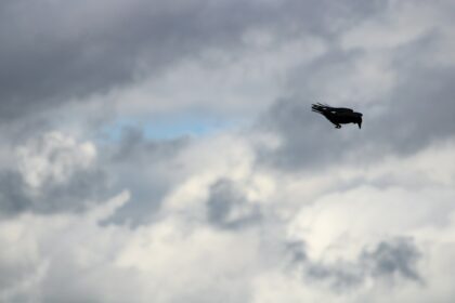 Photo Air Force UFO bird investigation