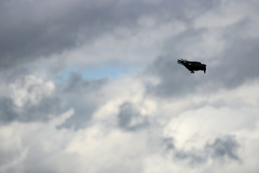 Photo Air Force UFO bird investigation