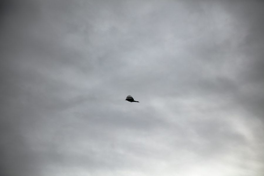 Photo 1950s UFO sightings